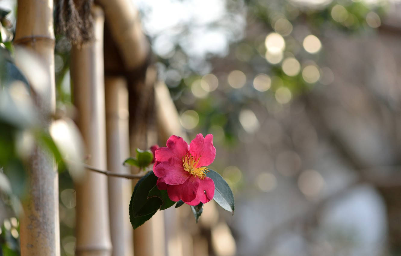 Astonishing Camellia Sasanqua Flower Background
