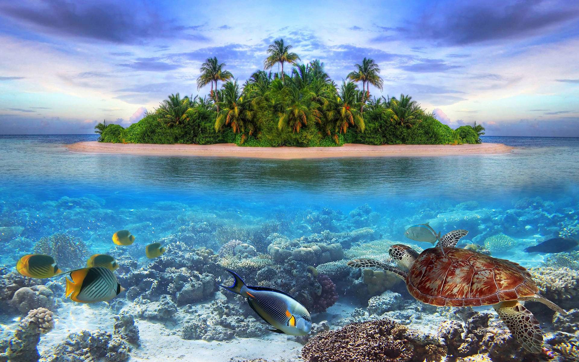 Astonishing Marine Life Tropical Desktop Background