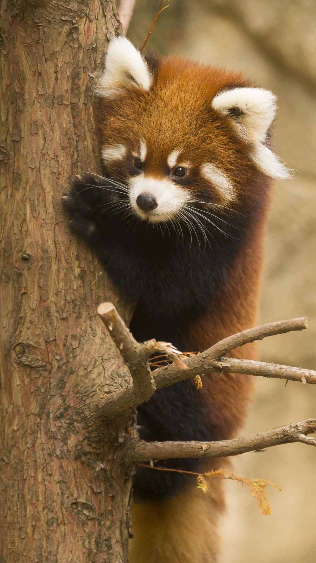 Astonishingly Adorable Background