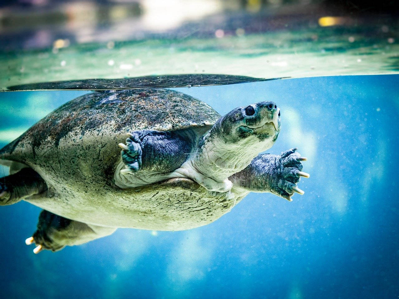 Astounding Capture Of Water Turtle Swimming In Zoo Tank Background