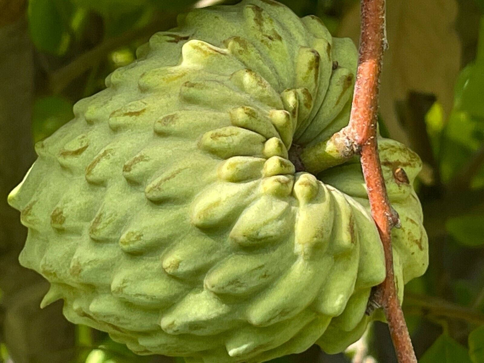 Atemoya Cherimoya Fresh Fruit