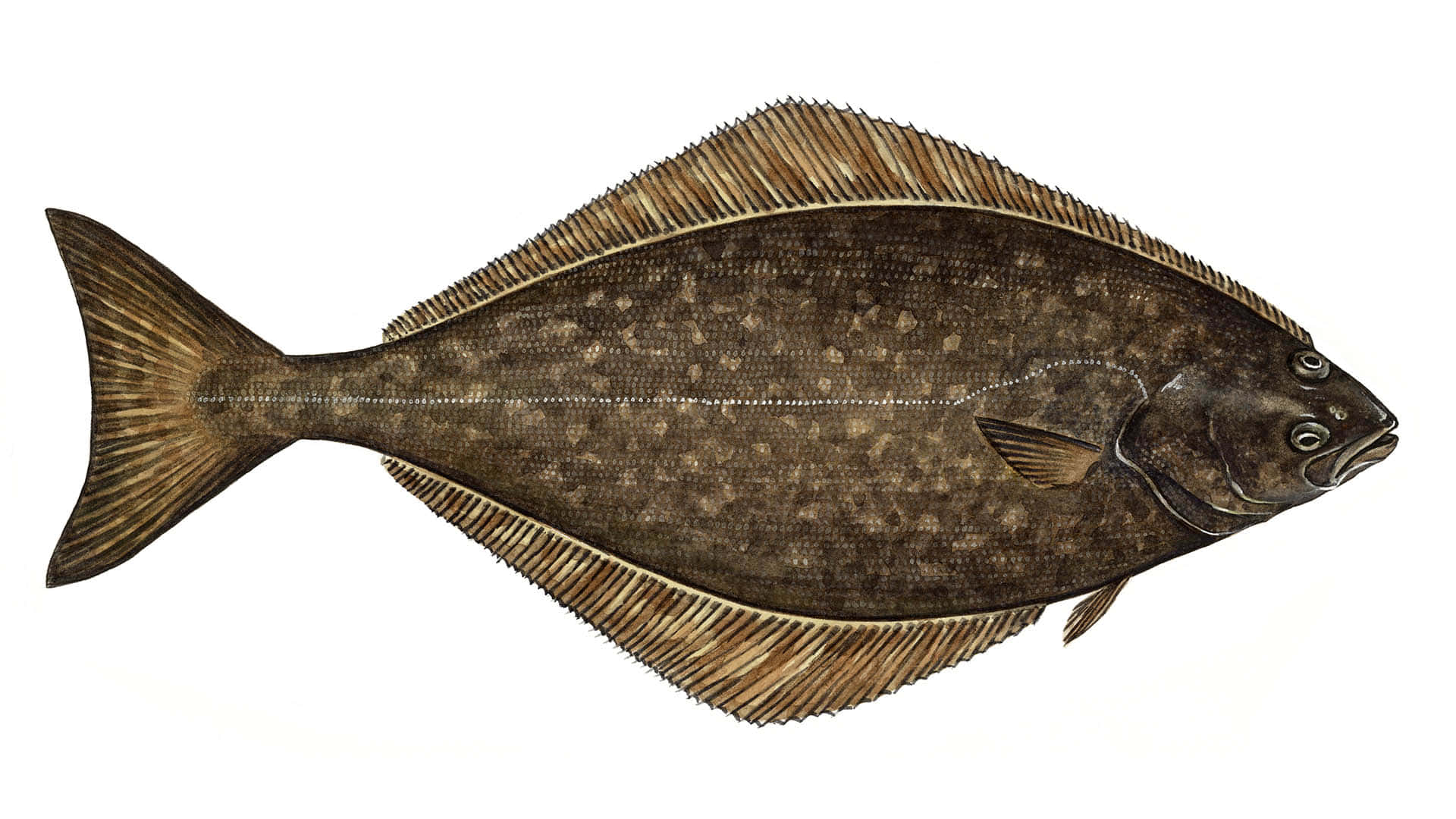 Atlantic Halibut Fish Illustration