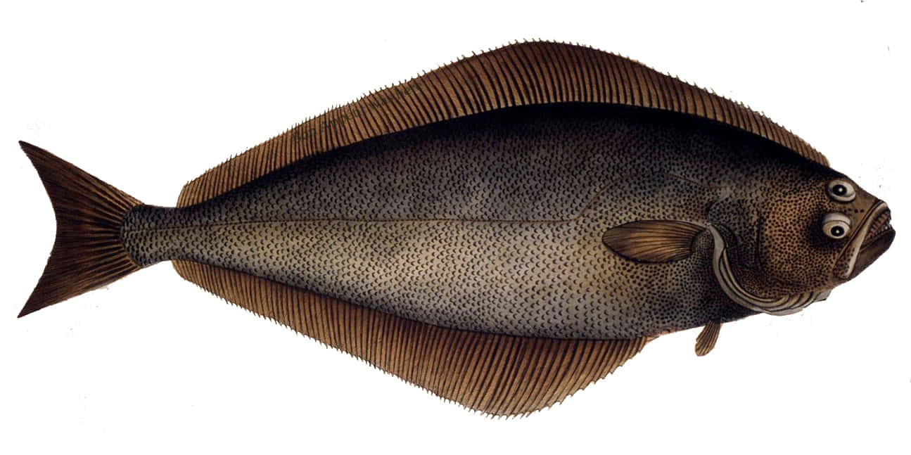 Atlantic Halibut Illustration