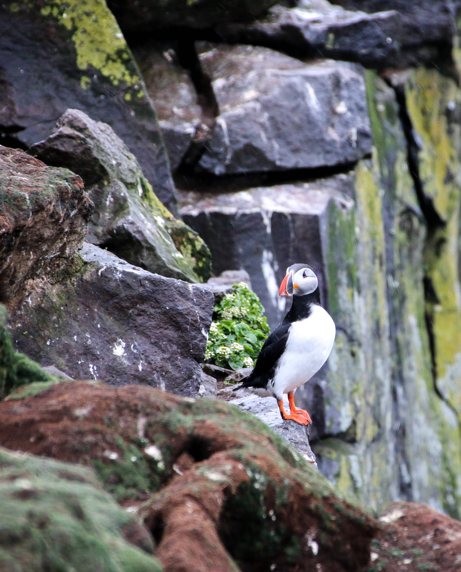 Atlantic Puffin Birds In Nature Background