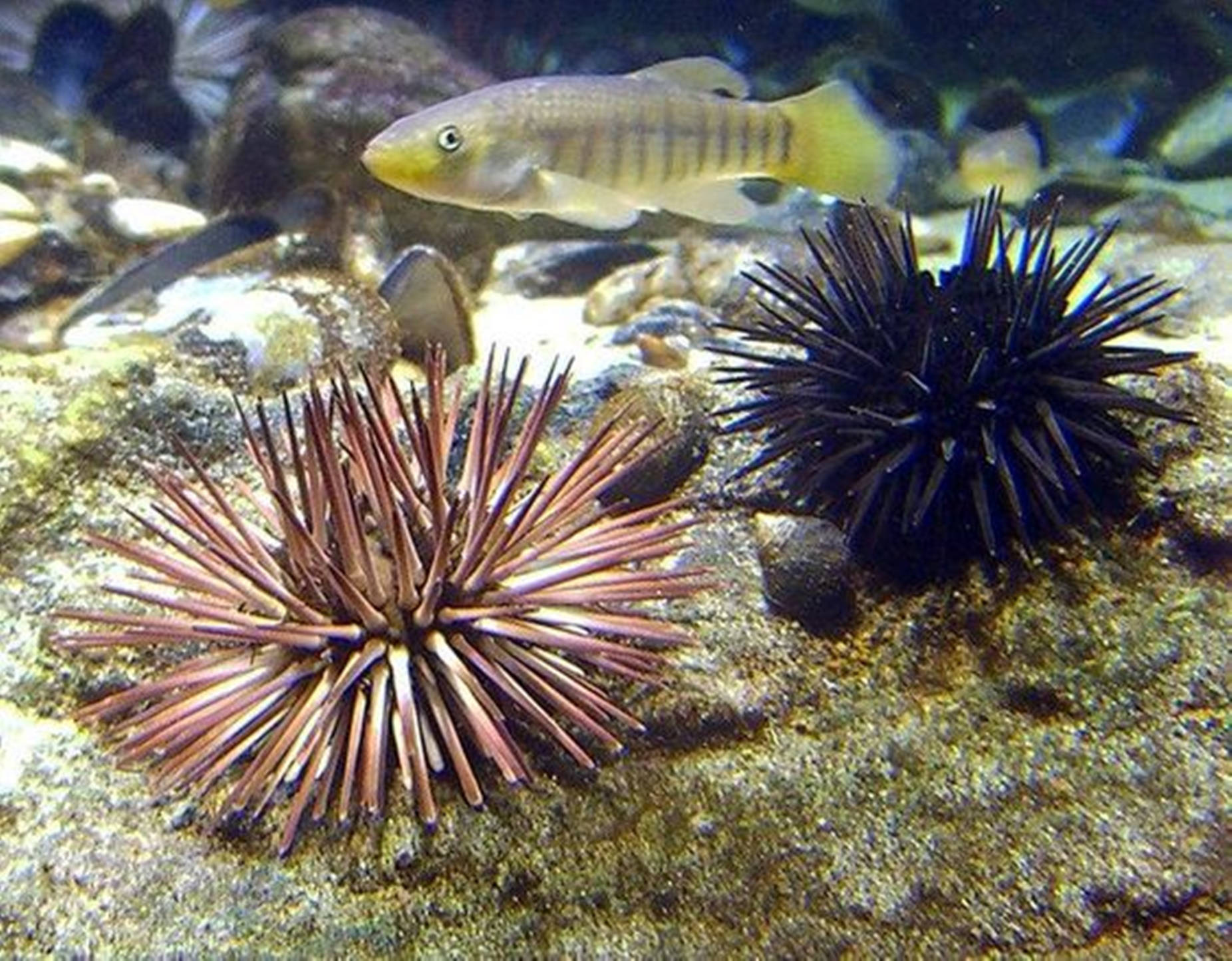 Atlantic Purple And Dark Violet Sea Urchin With Fish Background