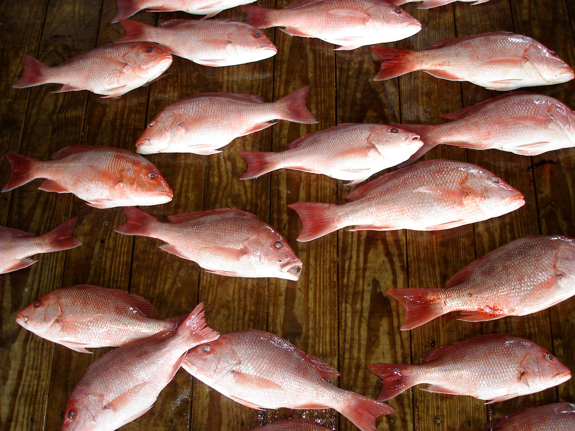 Atlantic Red Snapper Fishes Flat Lay Background