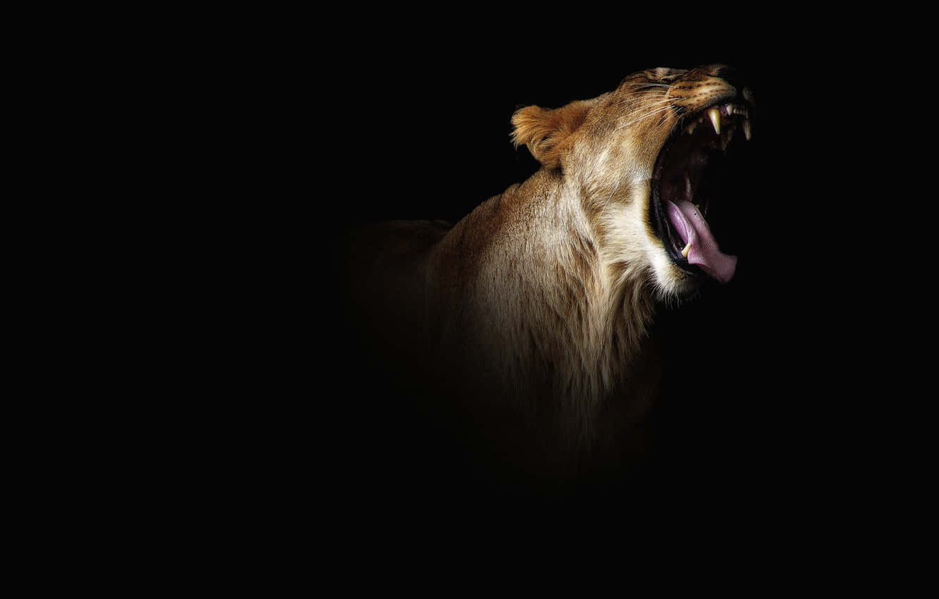 Atrocious Appearance Of A Tiger Background