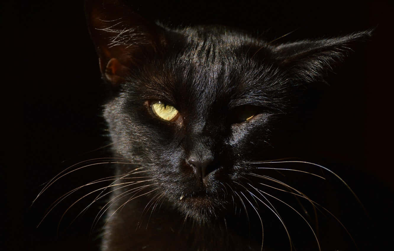 Atrocious Image Of A Cat With One Eye