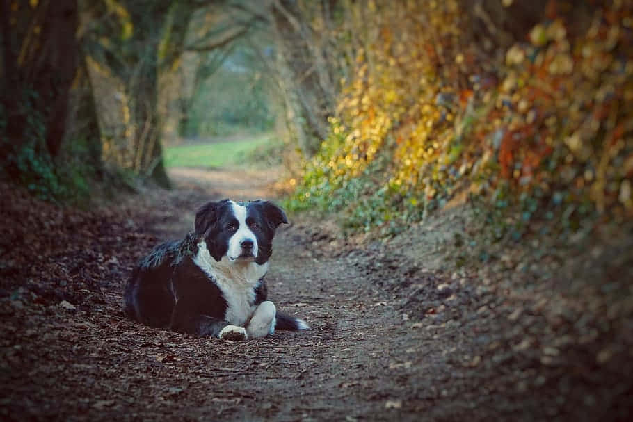 Attentive Black And White Border Collie Background