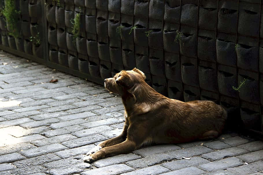 Attentive Brown Dog