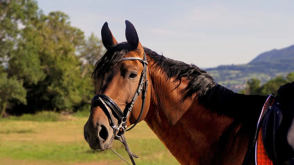 Attentive Brown Horse Background