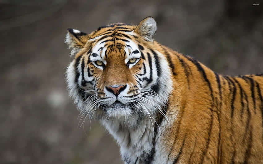 Attentive Brown Tiger