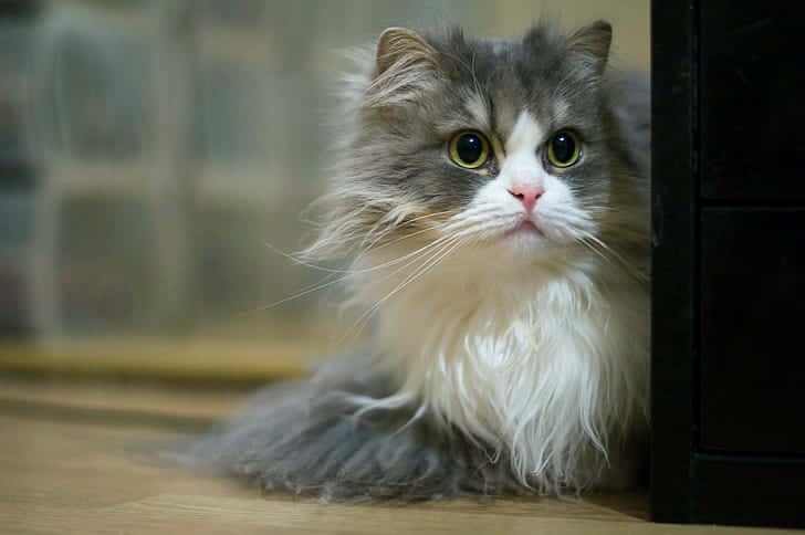 Attentive Cat Hiding Background