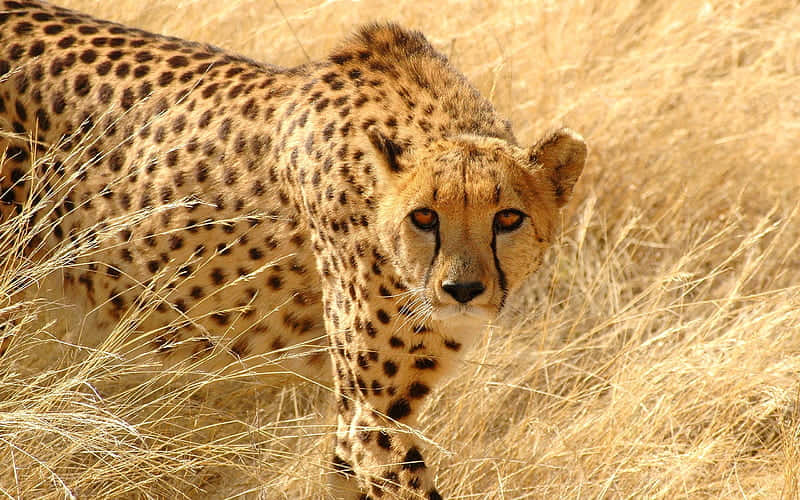 Attentive Cheetah Hunting For Food Background