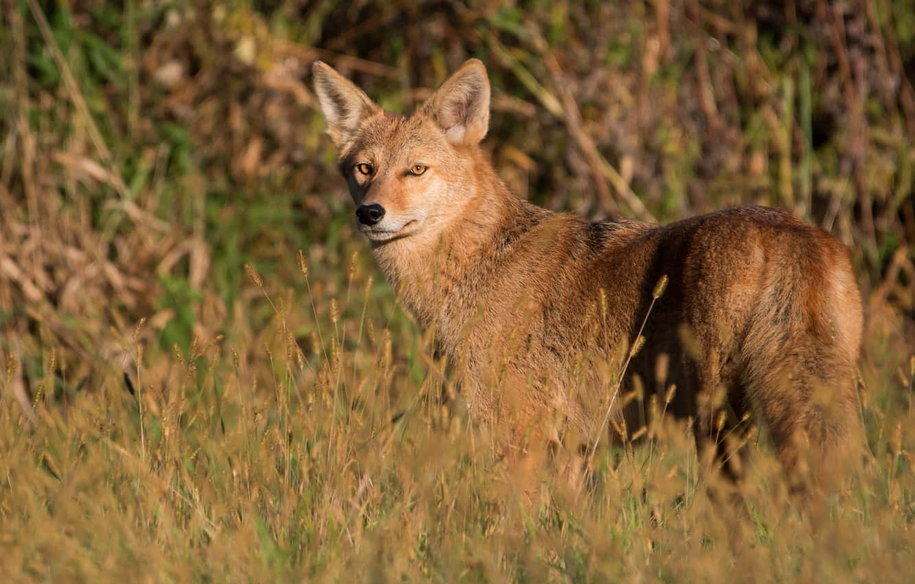 Attentive Coyote Background
