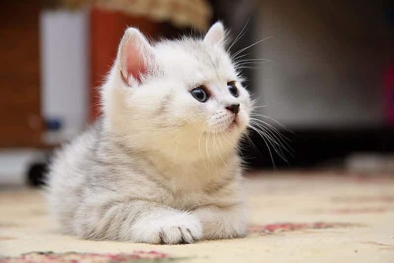 Attentive Cute Kitten Background