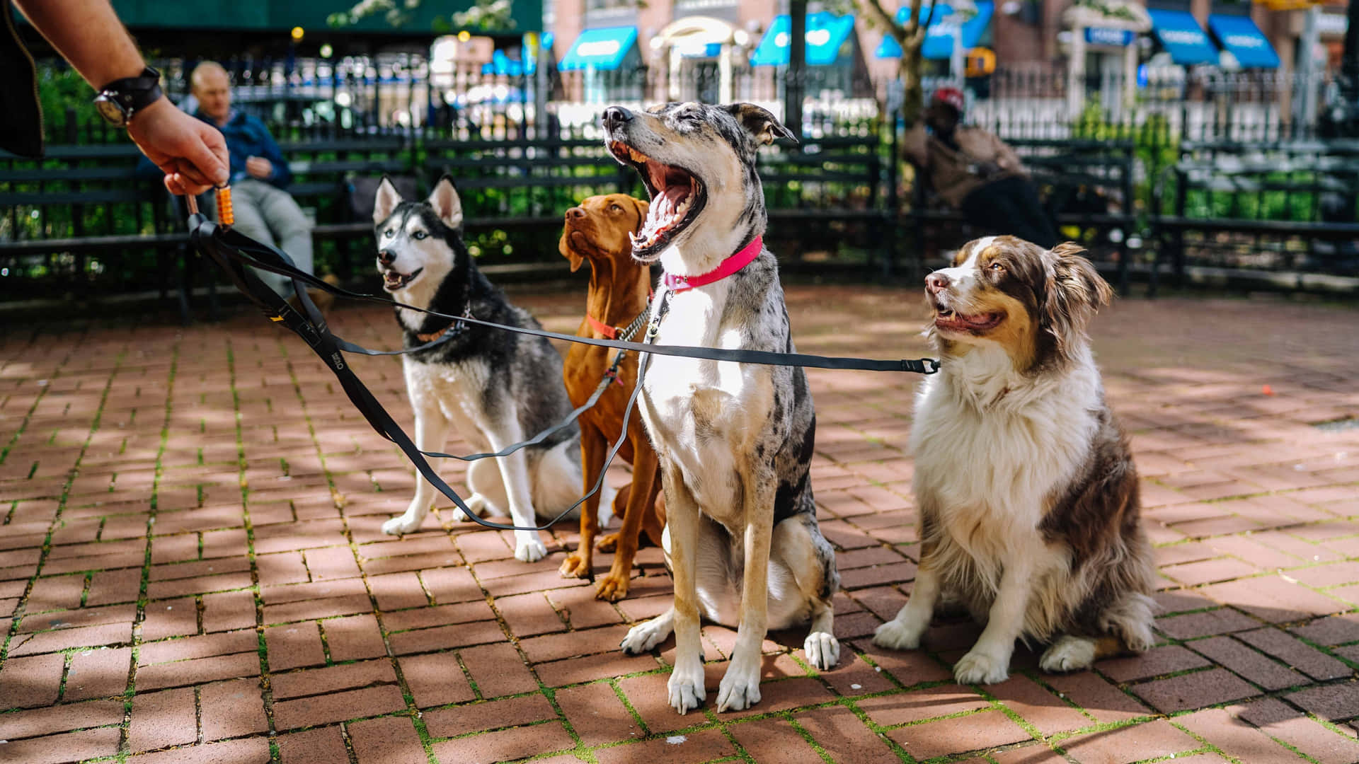 Attentive Dogs Ready For Commands Background
