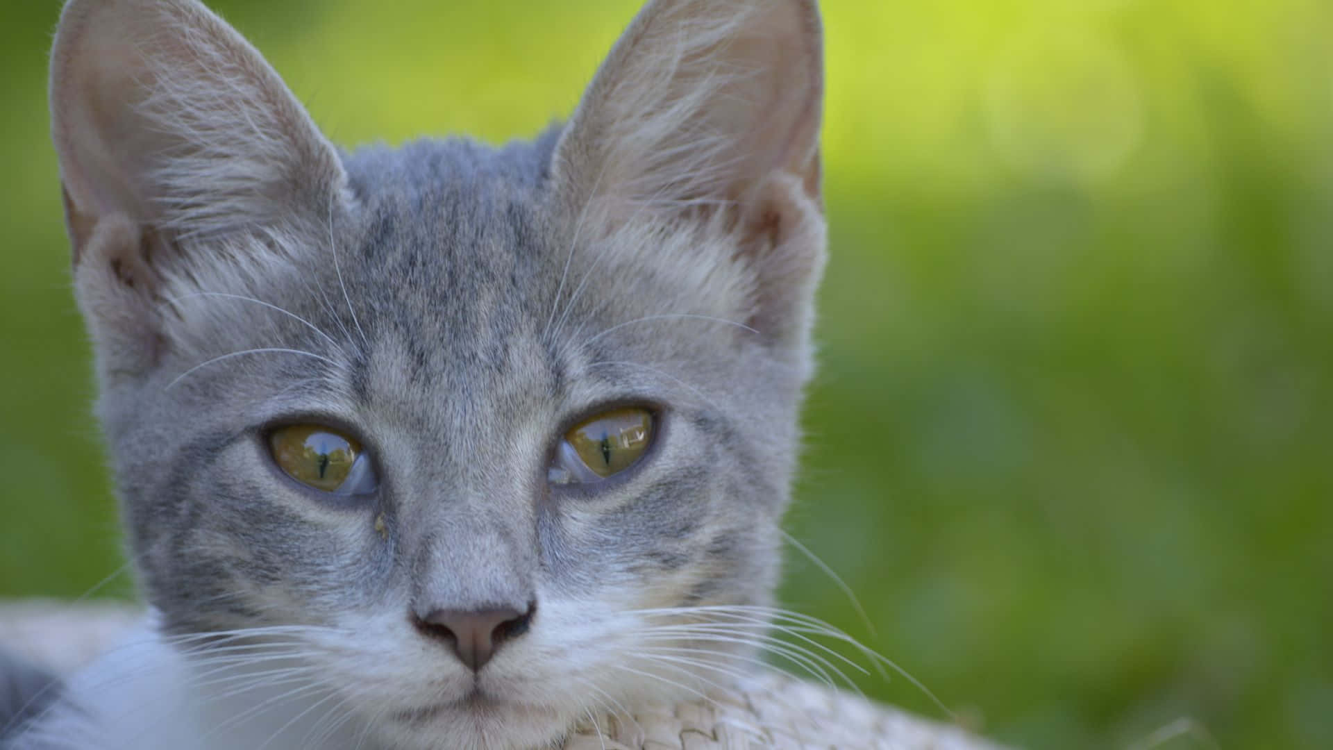 Attentive Gray Cat Background
