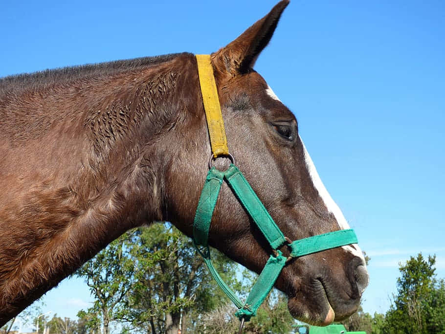 Attentive Horse Background