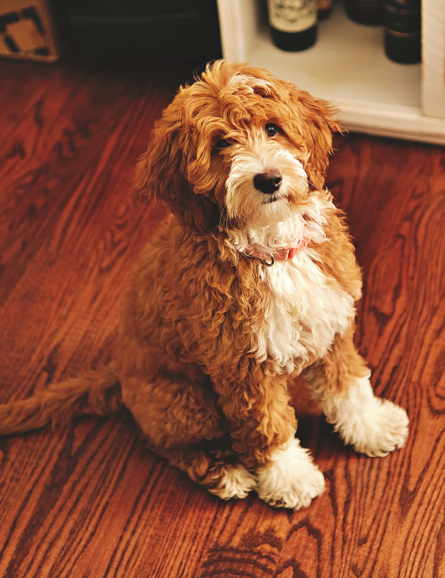 Attentive Labradoodle Puppy