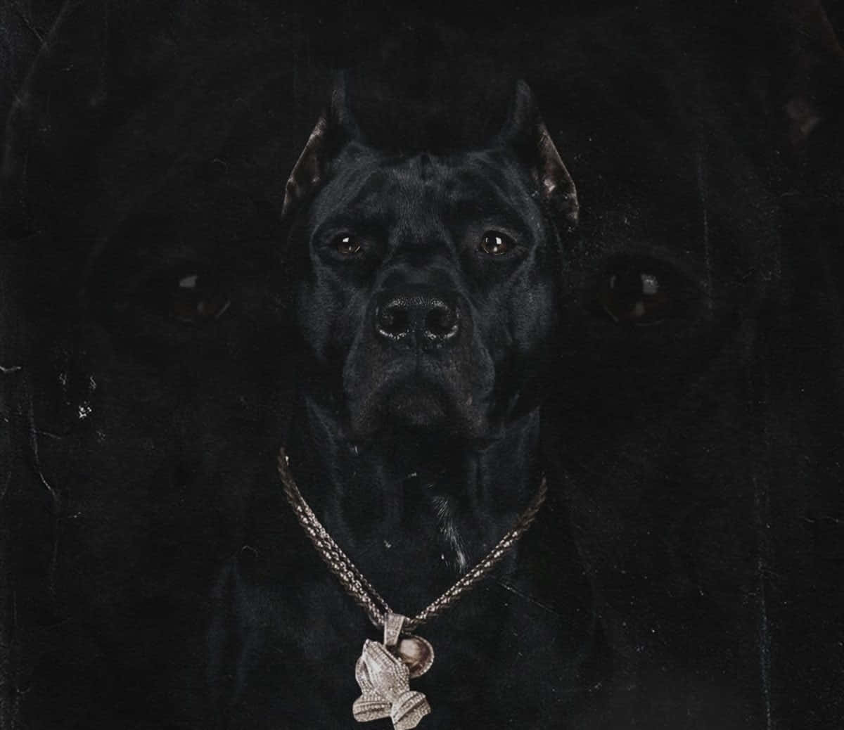 Attentive & Loyal: Meet The Black Pitbull Background