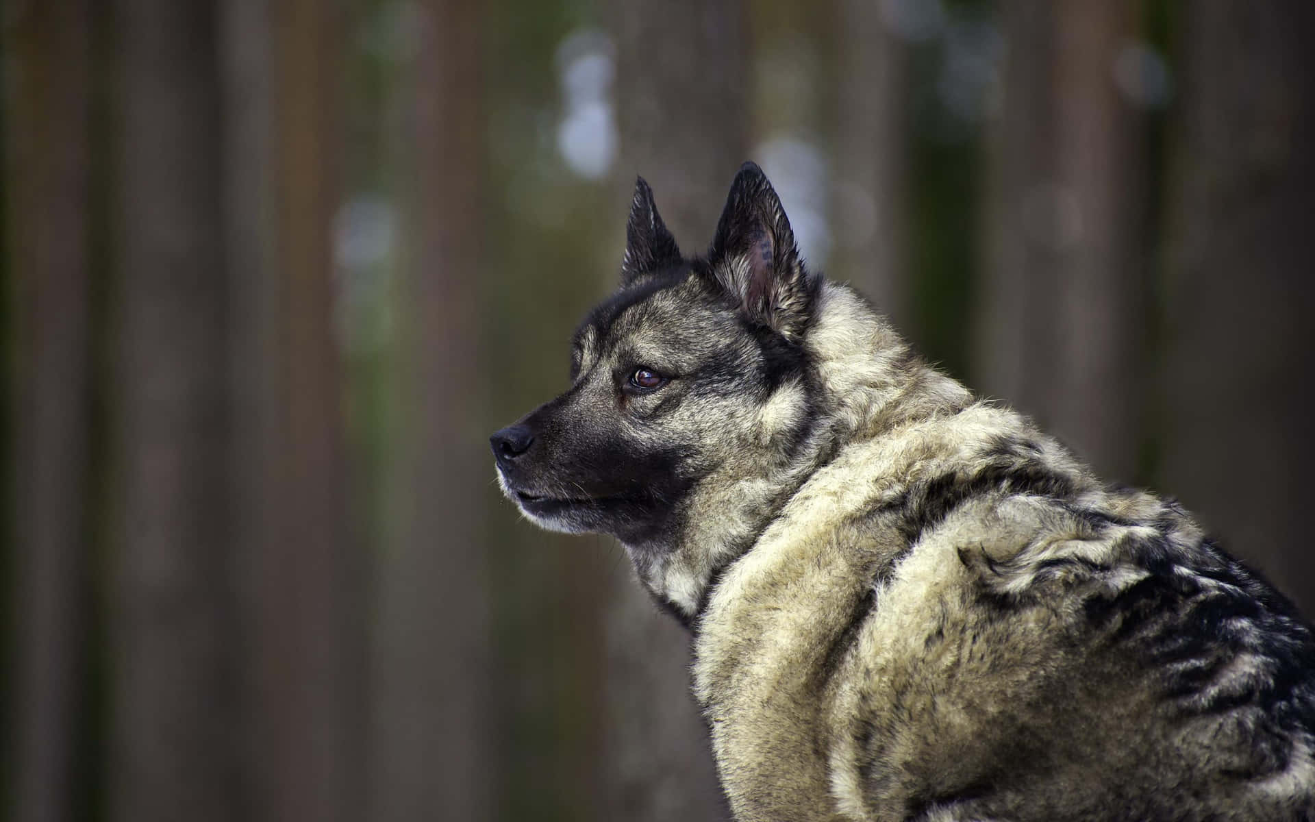 Attentive Norwegian Elkhound Dog Background