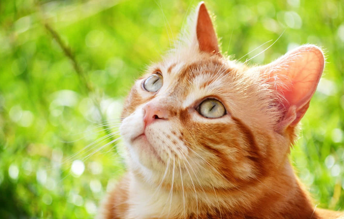 Attentive Orange Tabby Cat Background