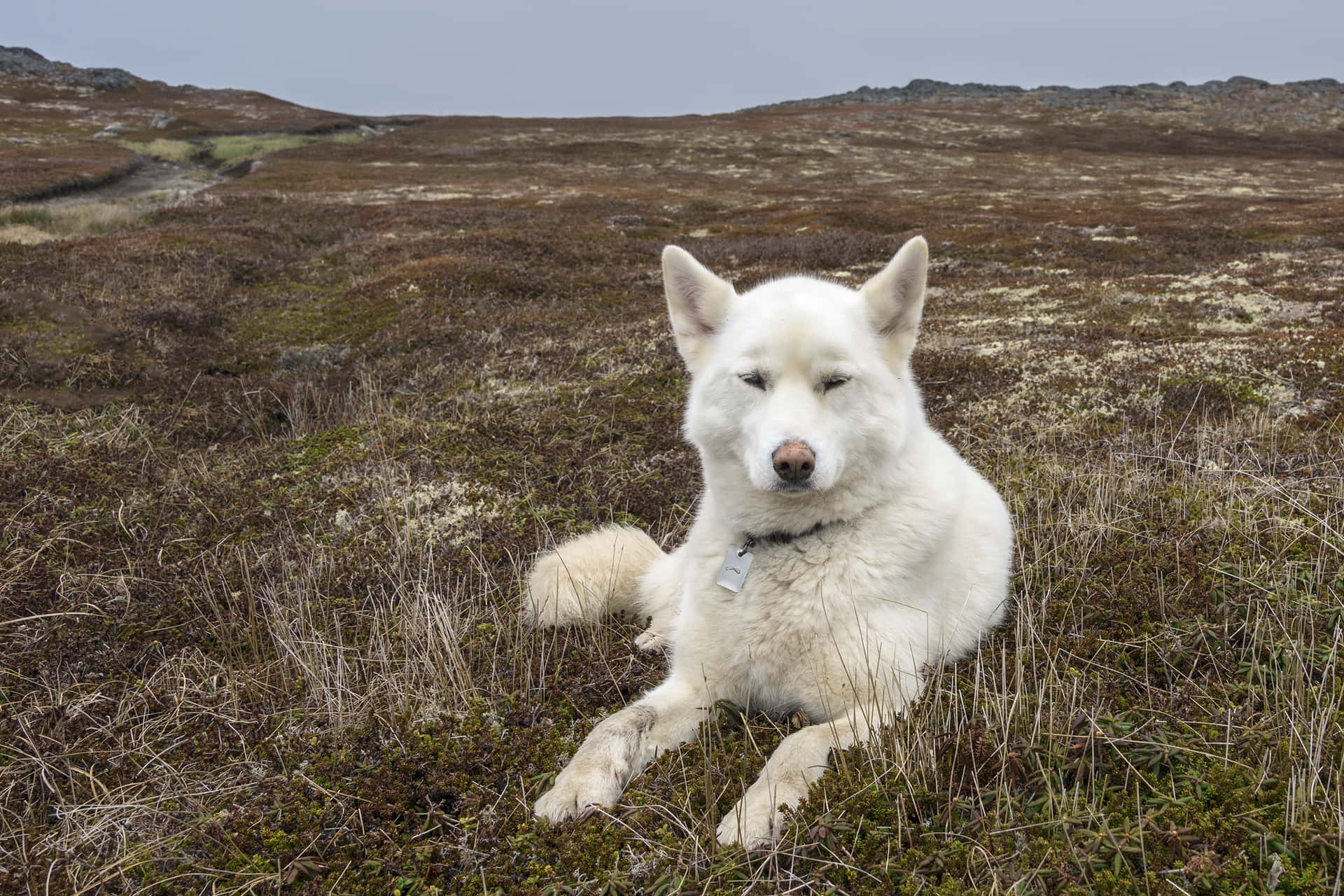 Attentive Siberian Husky Background