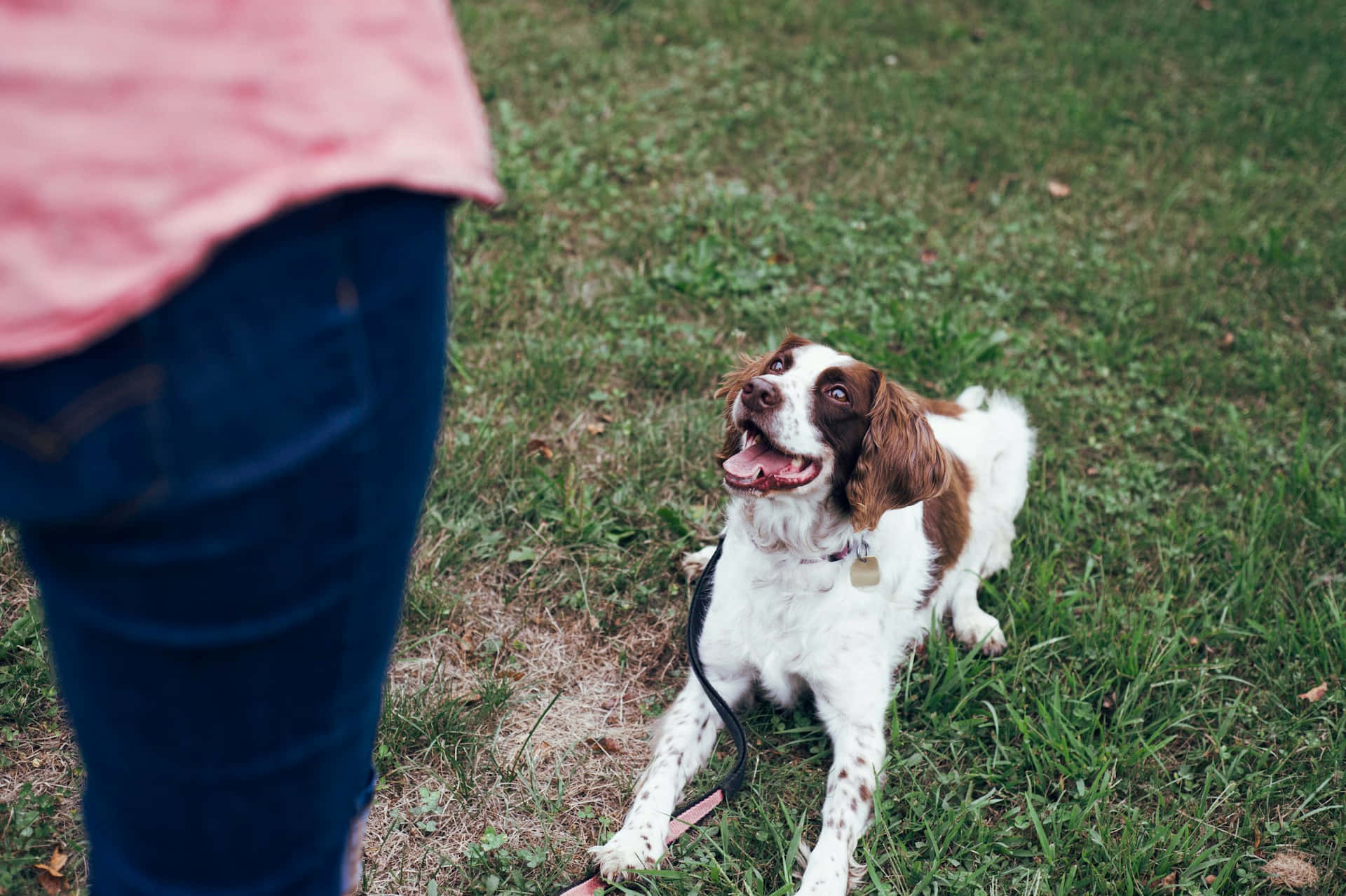 Attentive Spaniel During Training Session Background