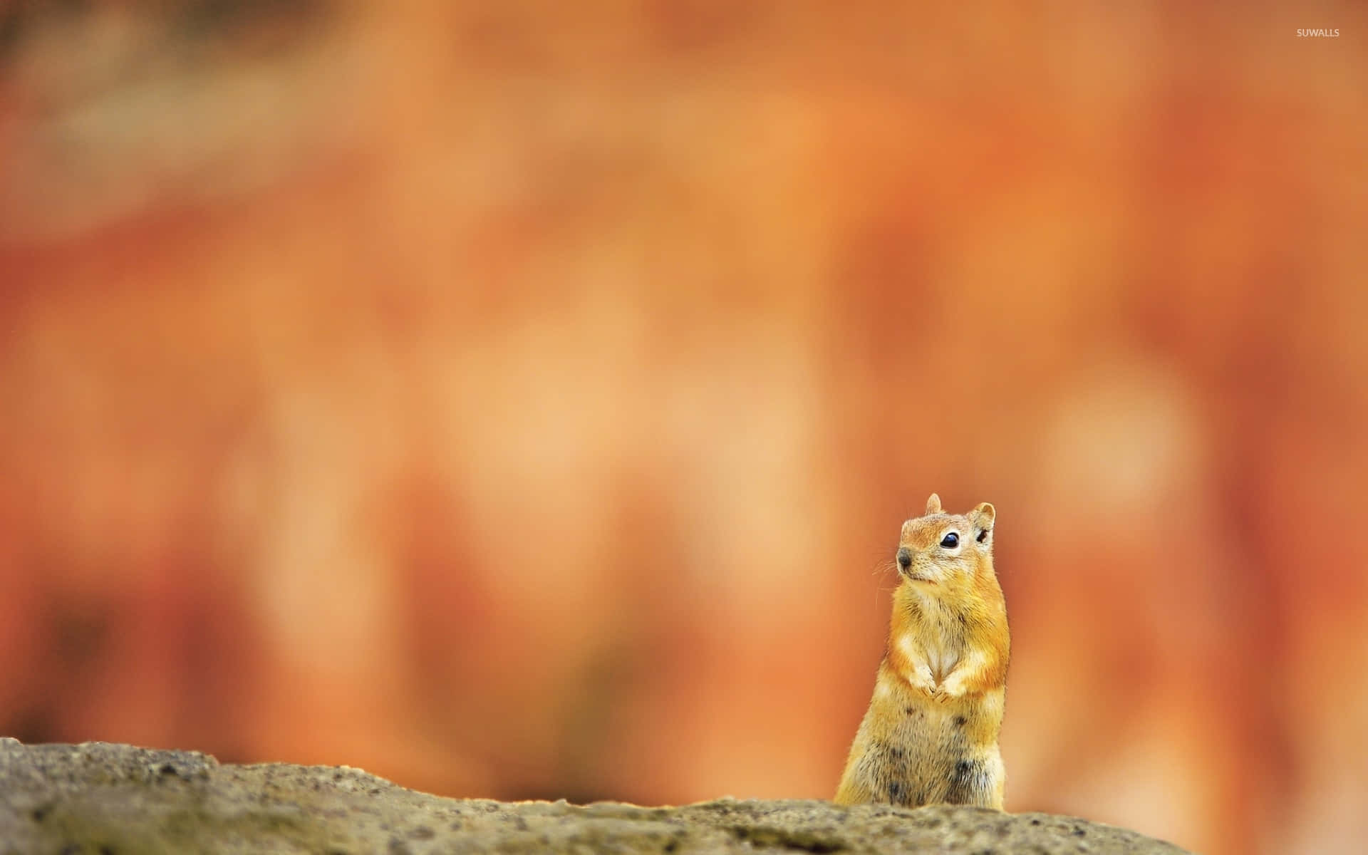 Attentive Squirrel Background