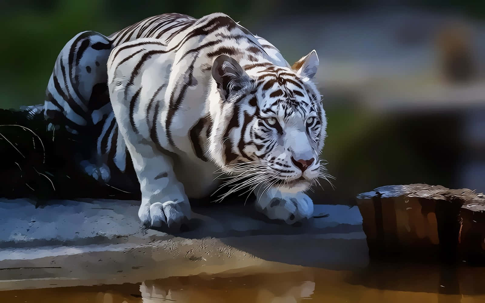 Attentive White Tiger Background