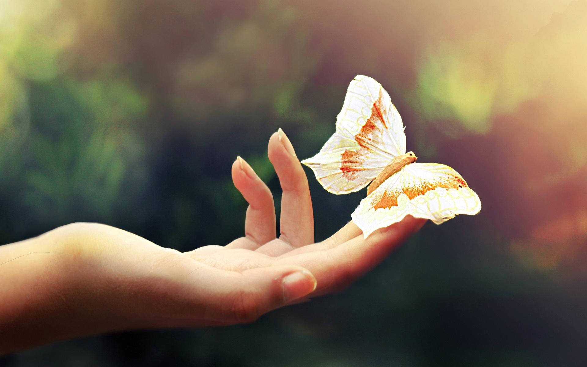 Attractive Butterfly On Hand Background