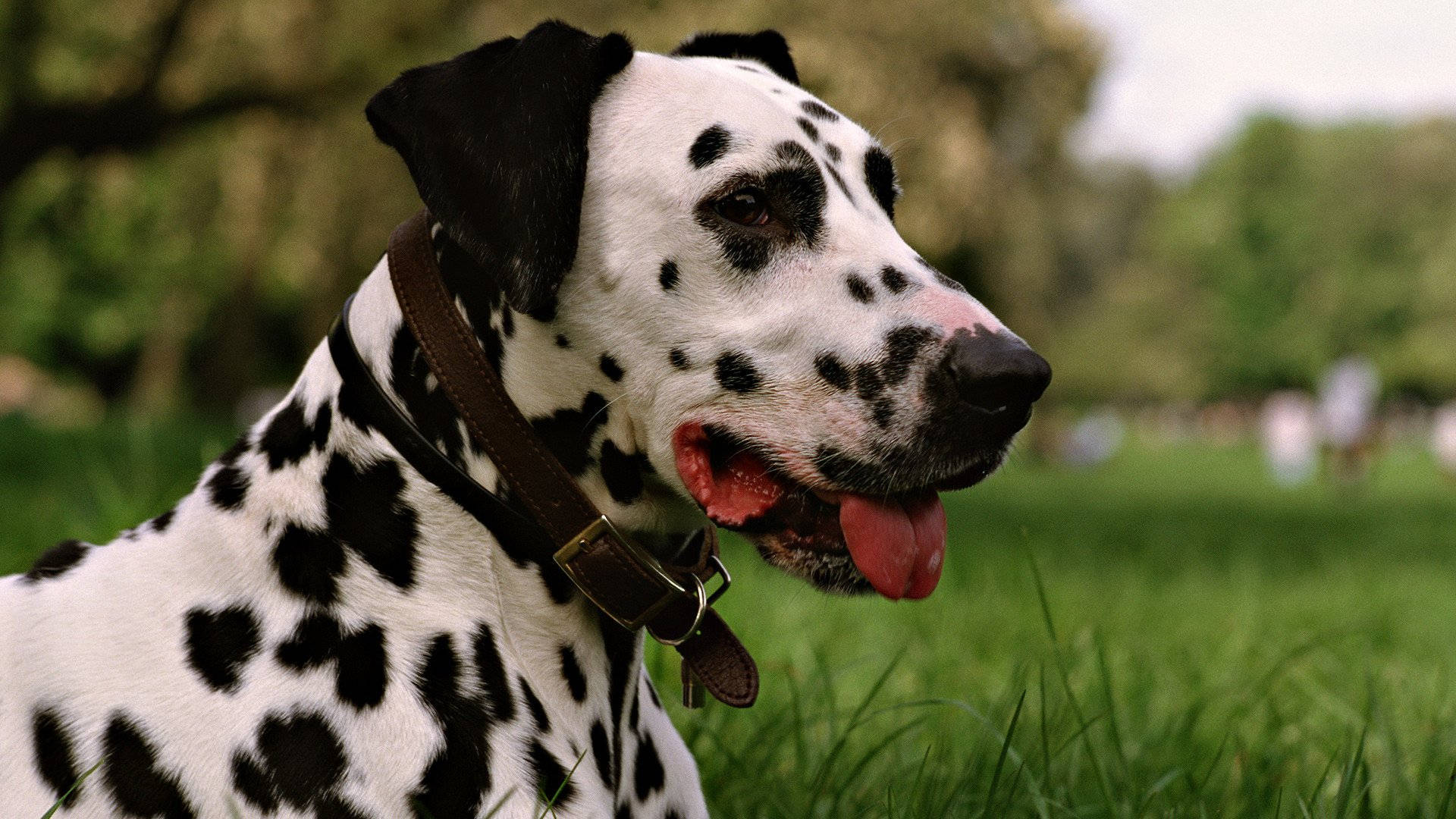 Attractive Dalmatian Dog With Collar Background