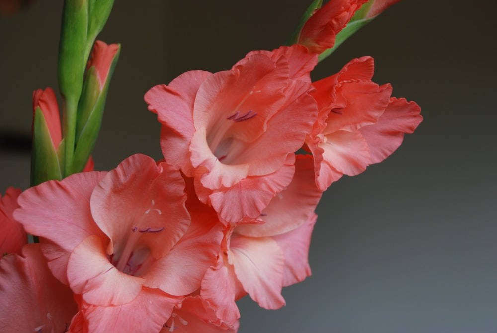 Attractive Gladiolus Flowers Background
