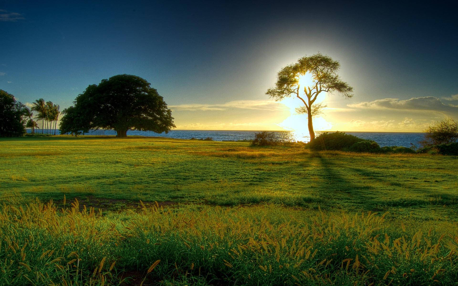 Attractive Green Grass Sunset Background