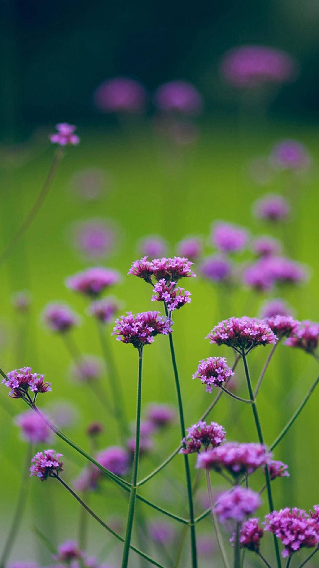 Attractive Purple Flowers Background