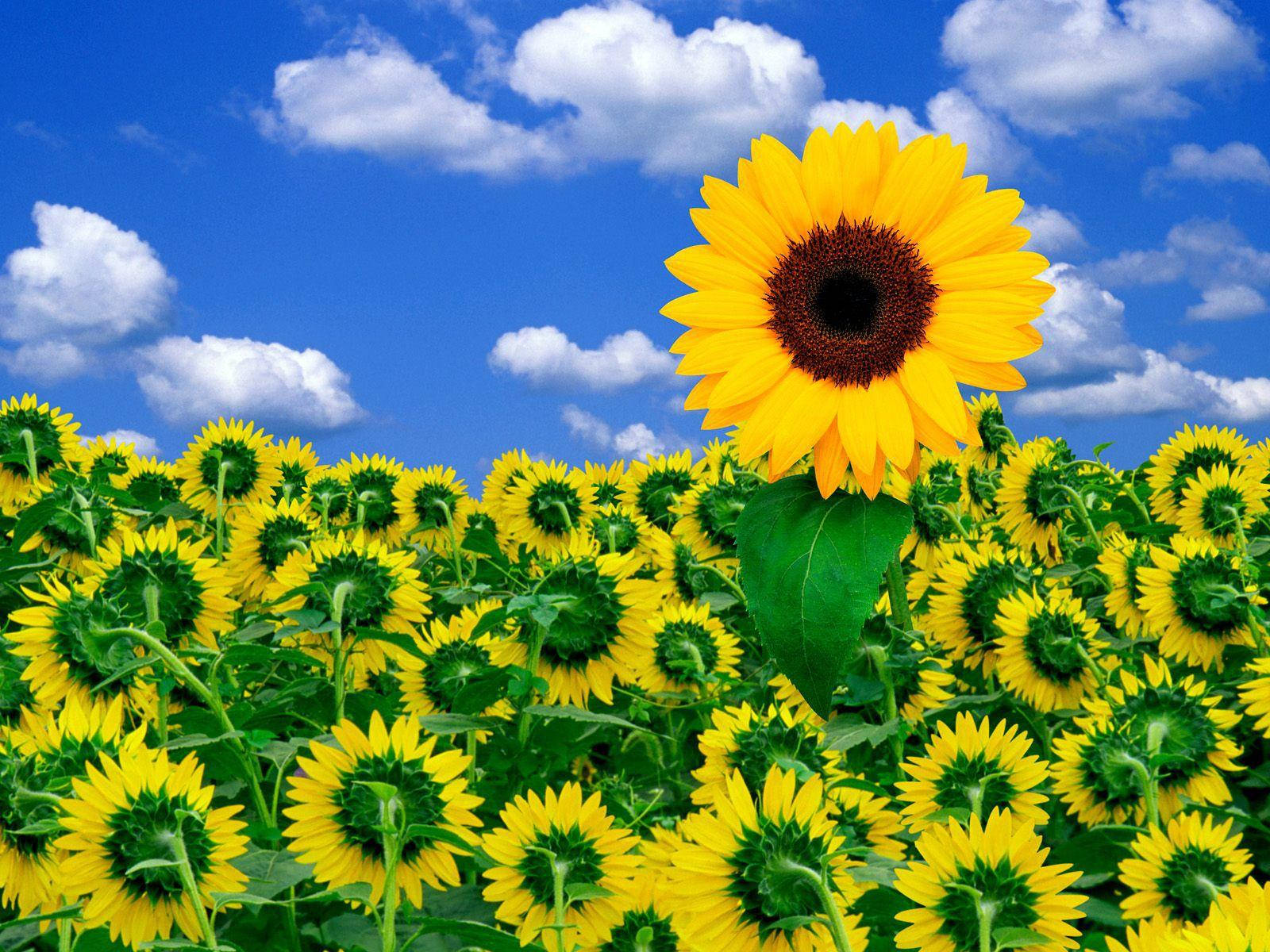 Attractive Sunflower Garden Background