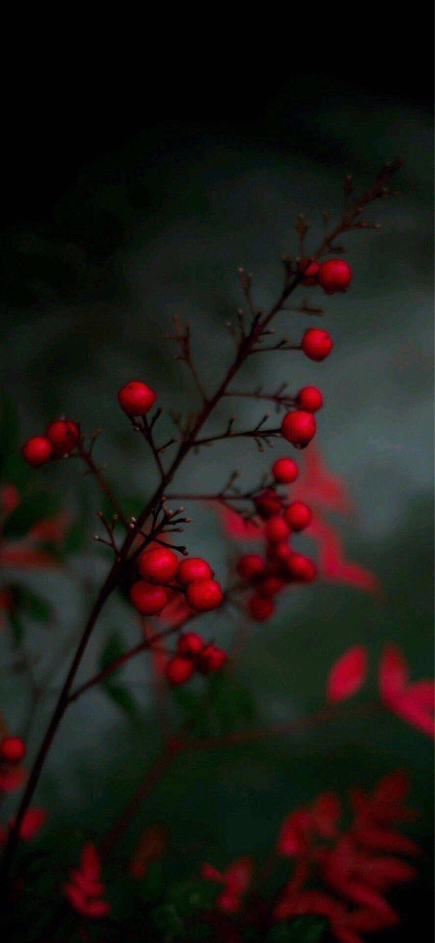 Attractive Tiny Red Berries Background