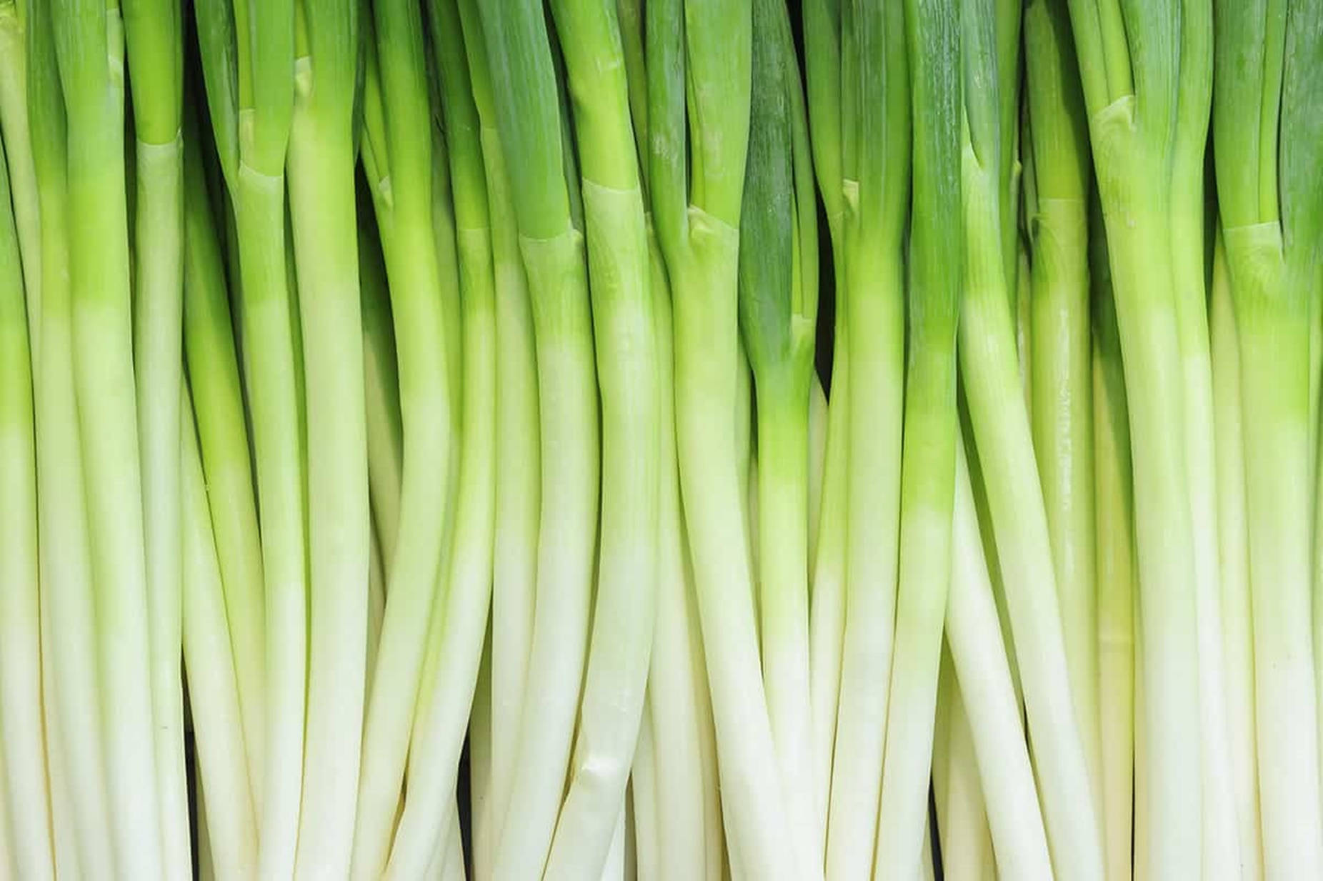 Atypical Green Onion White Stalks Towering Background