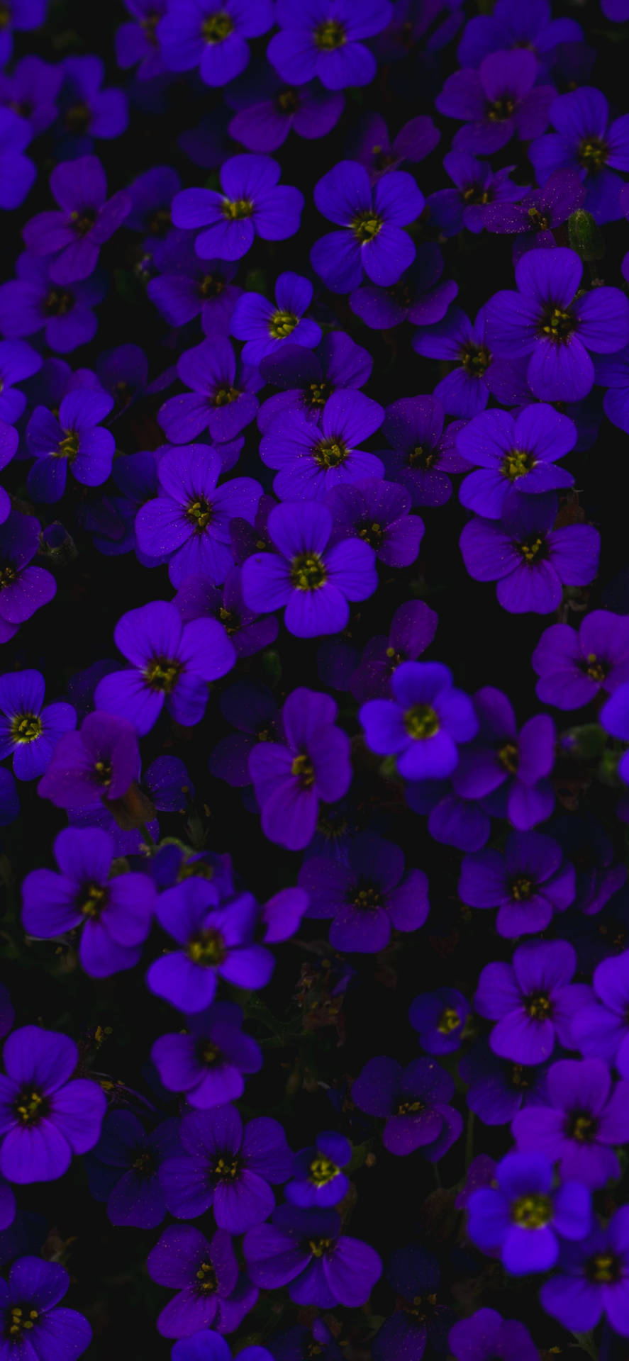 Aubrieta Dark Purple Flowers Background