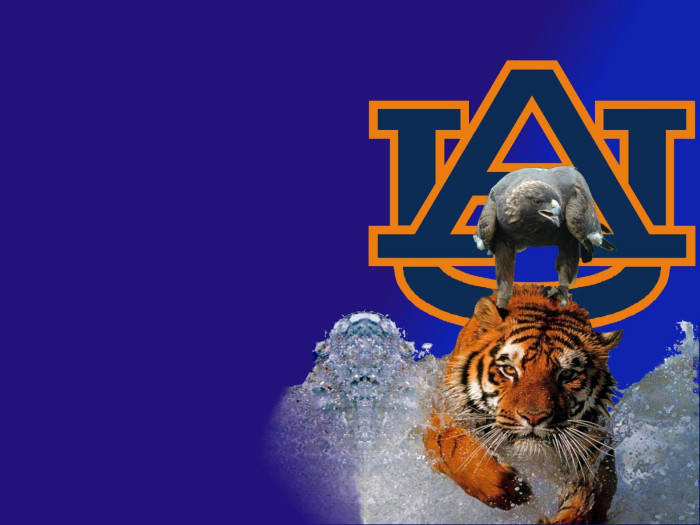 Auburn Football With Charging Tiger Background