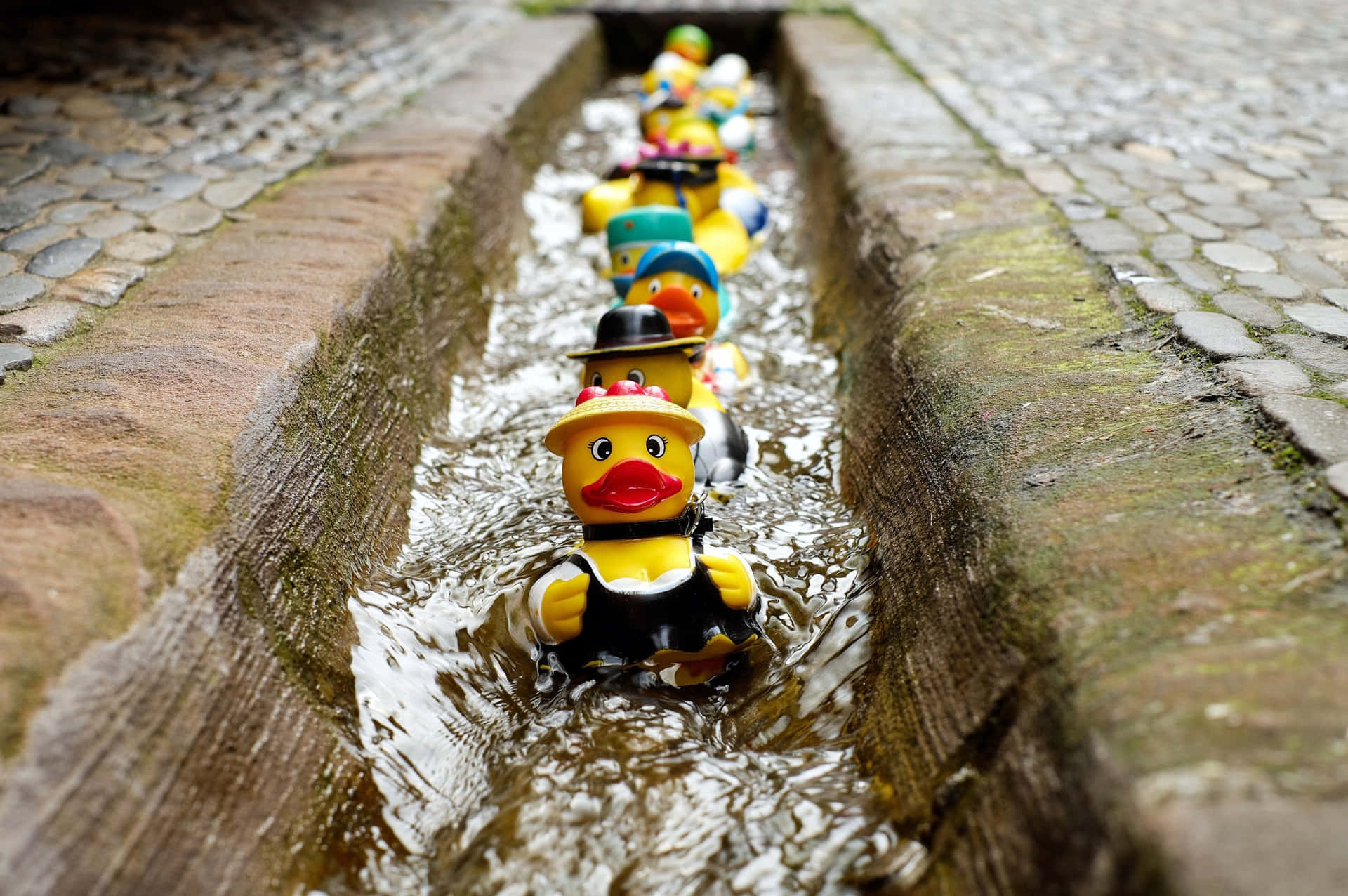 Audacious Duckie Toys Background