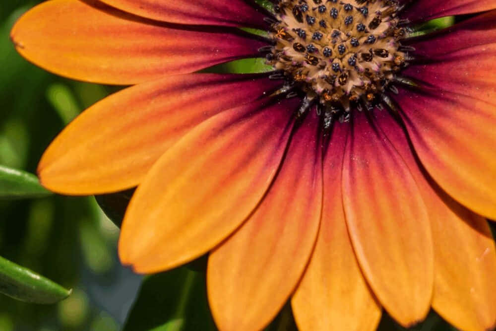 Audacious Flower Background