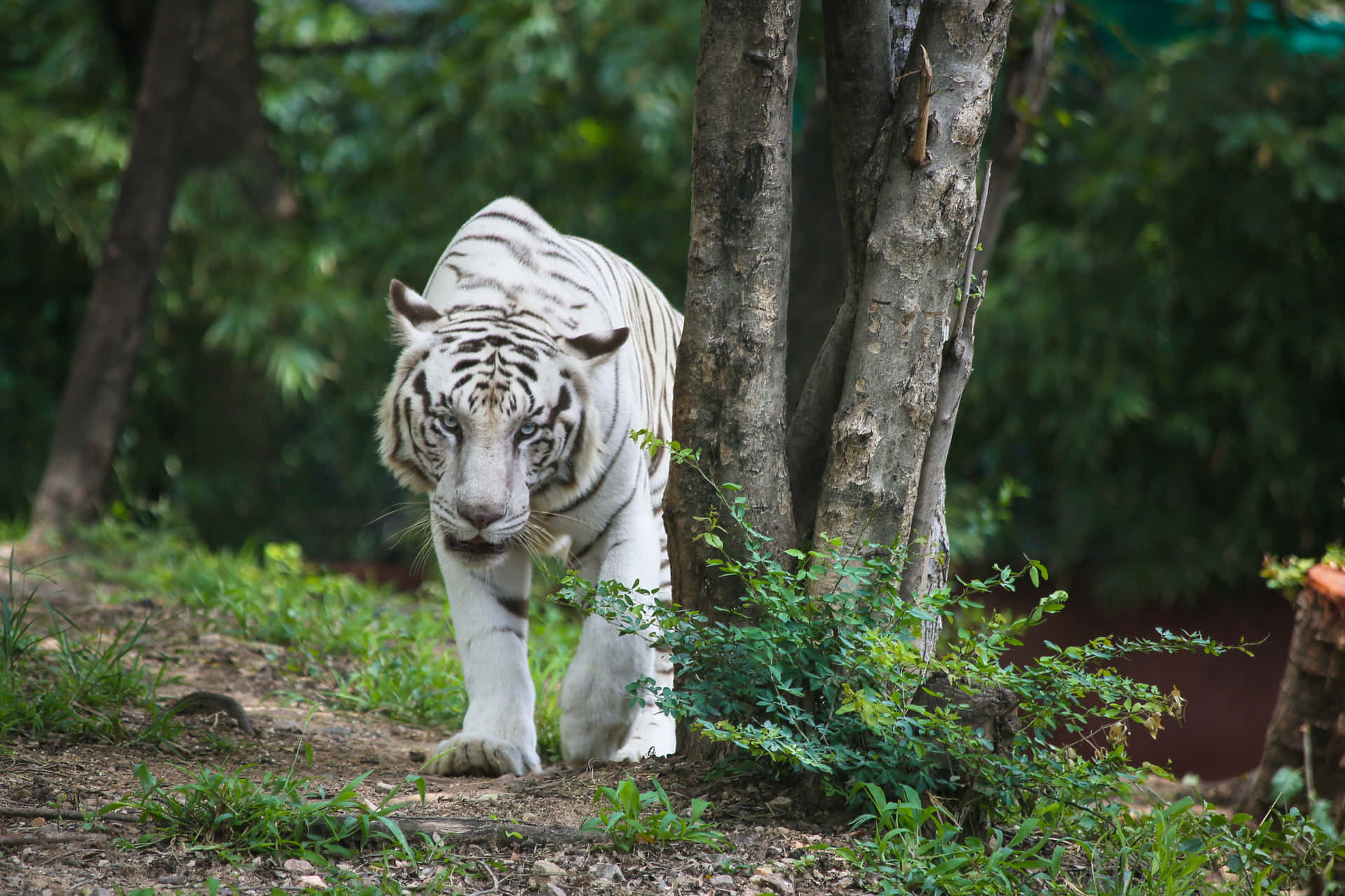 Audacious White Tiger Background