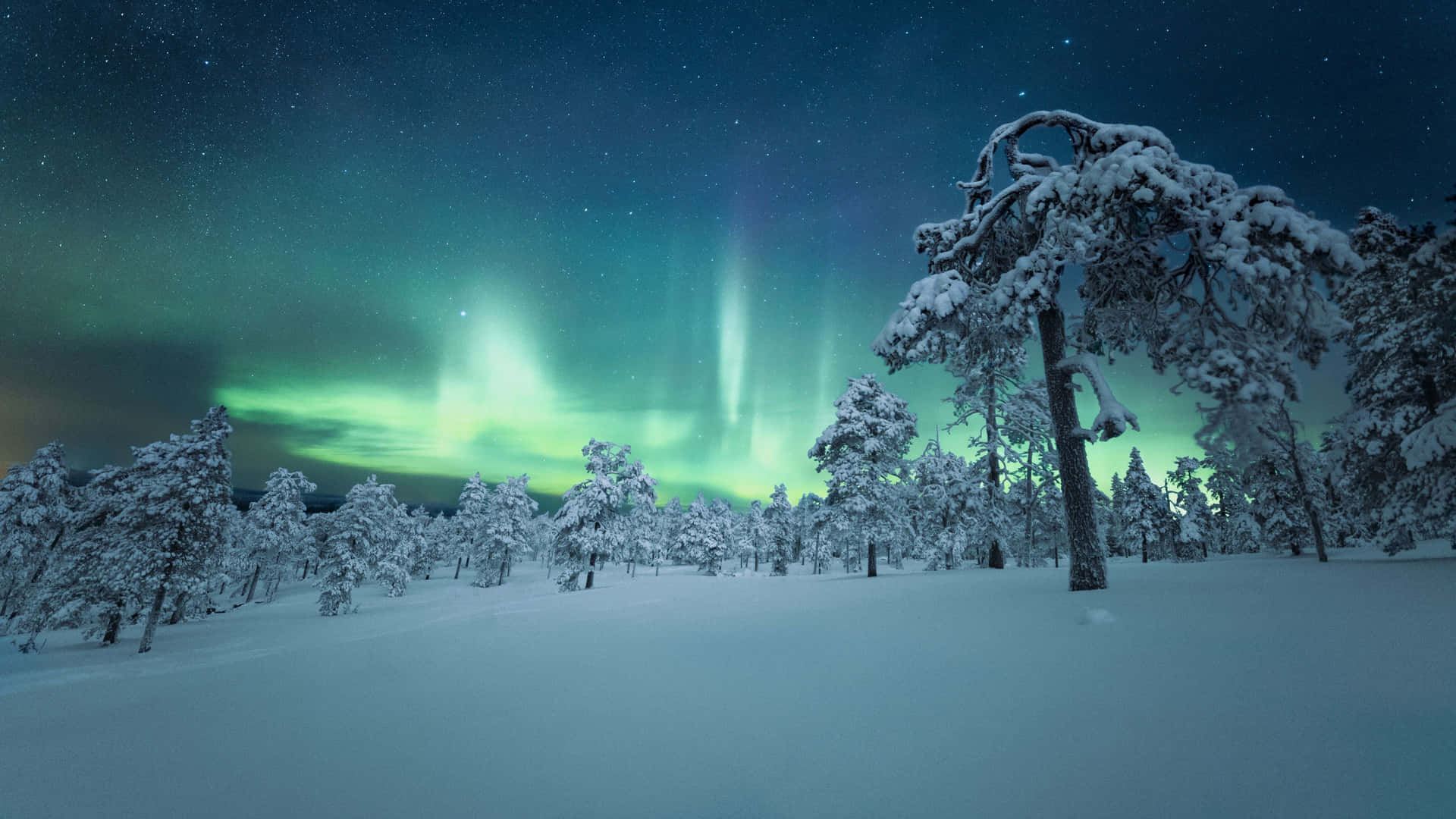 Aurora Borealis Winter Forest4 K Background