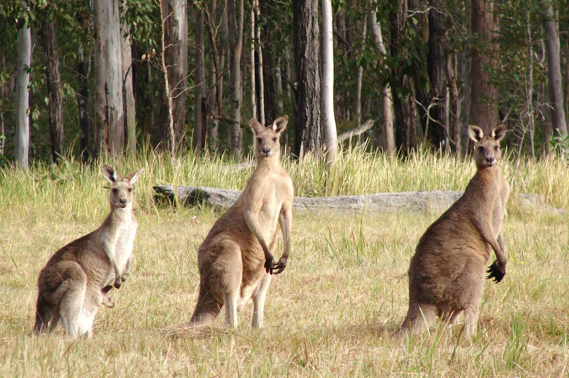 Aussie Kangaroos Family Background