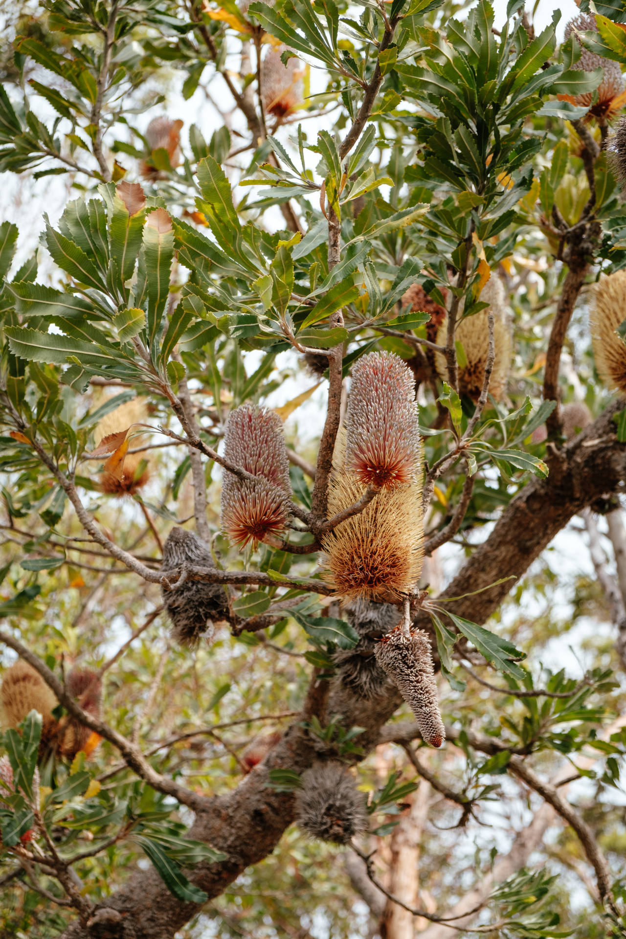 Australia Banksia Wildflower Background