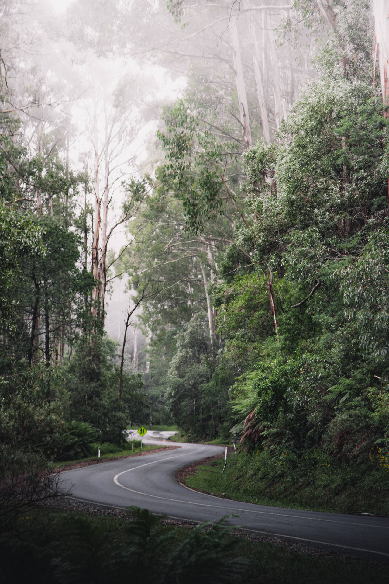 Australia Foggy Road Background