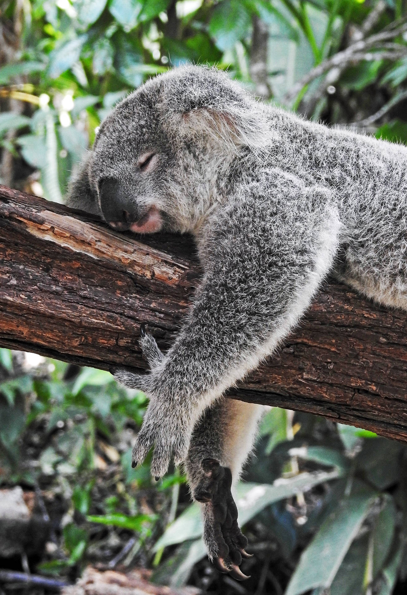 Australia Koala Bear Sleeping Background