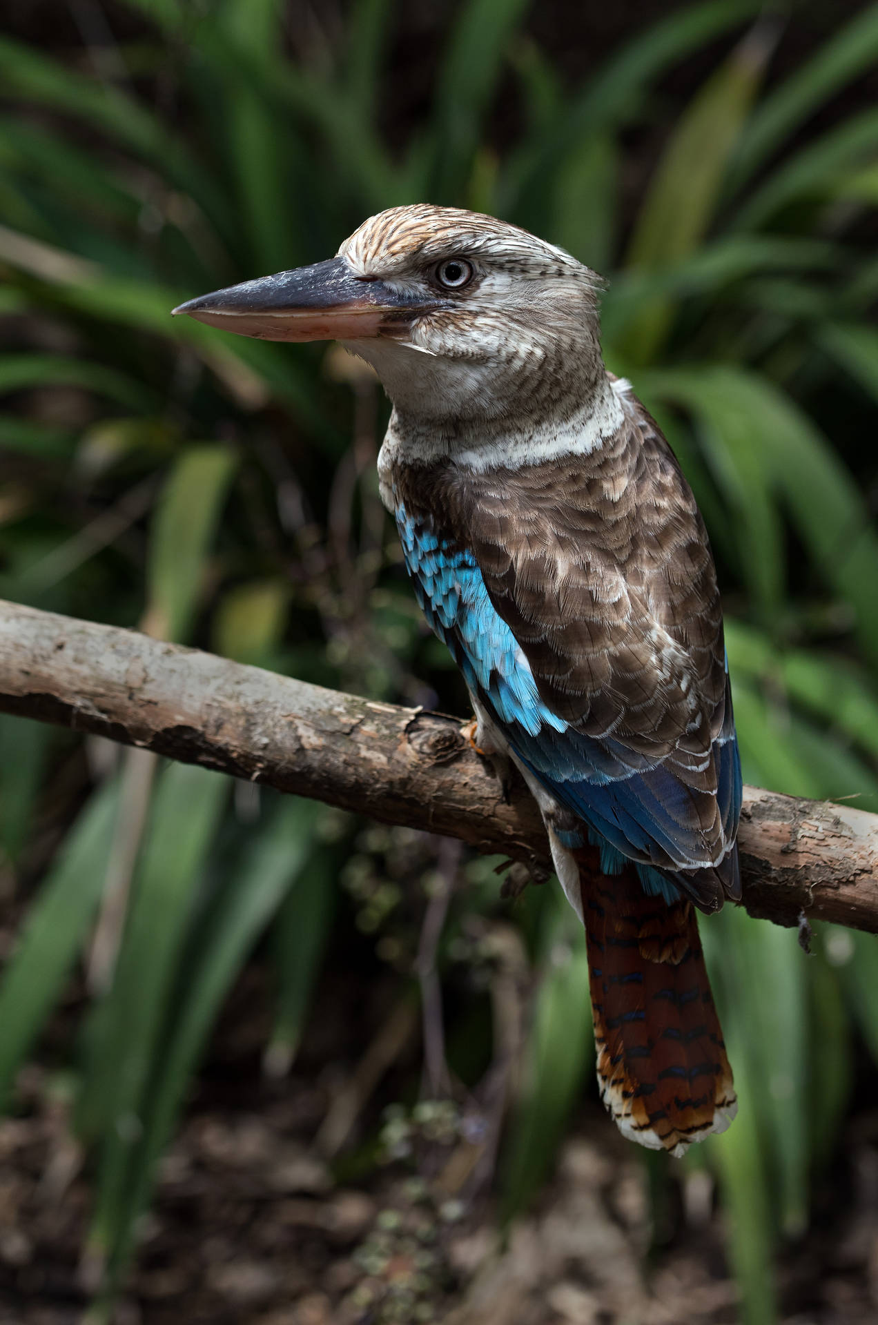 Australia Kookaburra Bird Background